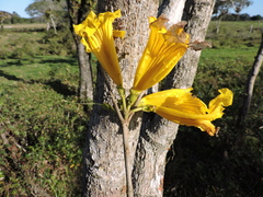 (c) Fabrício Mil Homens Riella, some rights reserved (CC BY) Handroanthus umbellatus, photograph (c) Fabrício Mil Homens Riella, some rights reserved (CC BY)