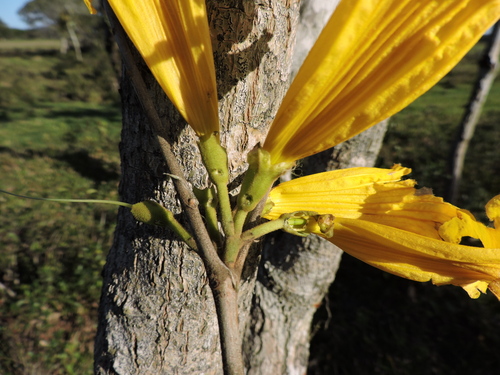 Handroanthus umbellatus, photograph 4