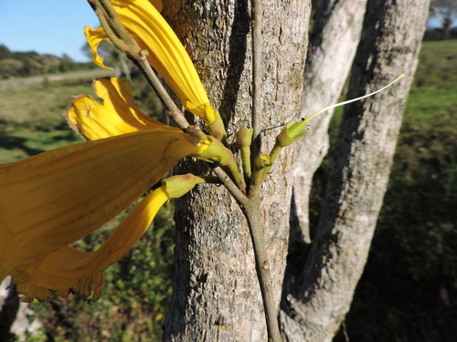 Handroanthus umbellatus, photograph 5