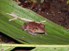 Guenther's Triangle Frog photo 4