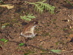 Solomon Wrinkled Ground Frog photo 4