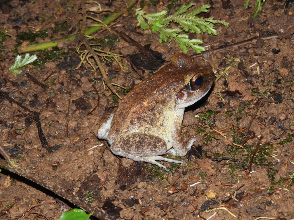 Solomon Wrinkled Ground Frog