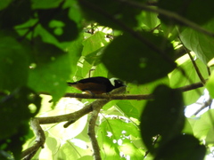 Monarcha richardsii