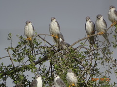 Scissor-Tailed Kite photo 3