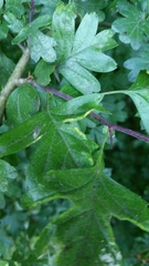 Phyllocoptes goniothorax