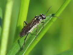 Pachyprotasis
