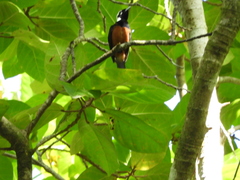 Monarcha richardsii