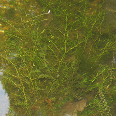 Najas guadalupensis