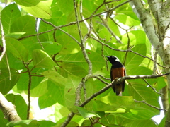 Monarcha richardsii