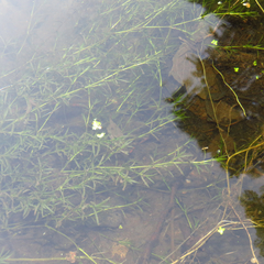 Najas guadalupensis