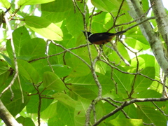 Monarcha richardsii