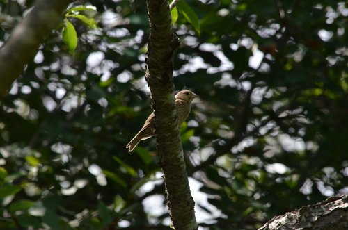 Brown-headed Cowbird photographed in Connecticut