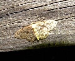 Idaea inquinata