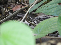 Solomons Nightjar photo 4