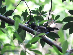 Rhipidura cockerelli