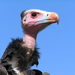 White-headed Vulture - Photo (c) frank wouters, some rights reserved (CC BY)