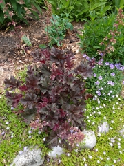 Heuchera sanguinea