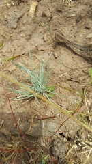 Festuca roemeri