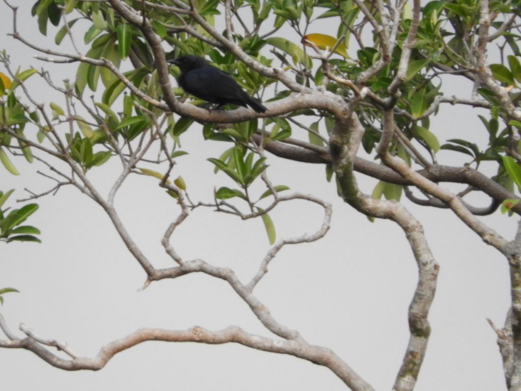 North Melanesian Cuckooshrike