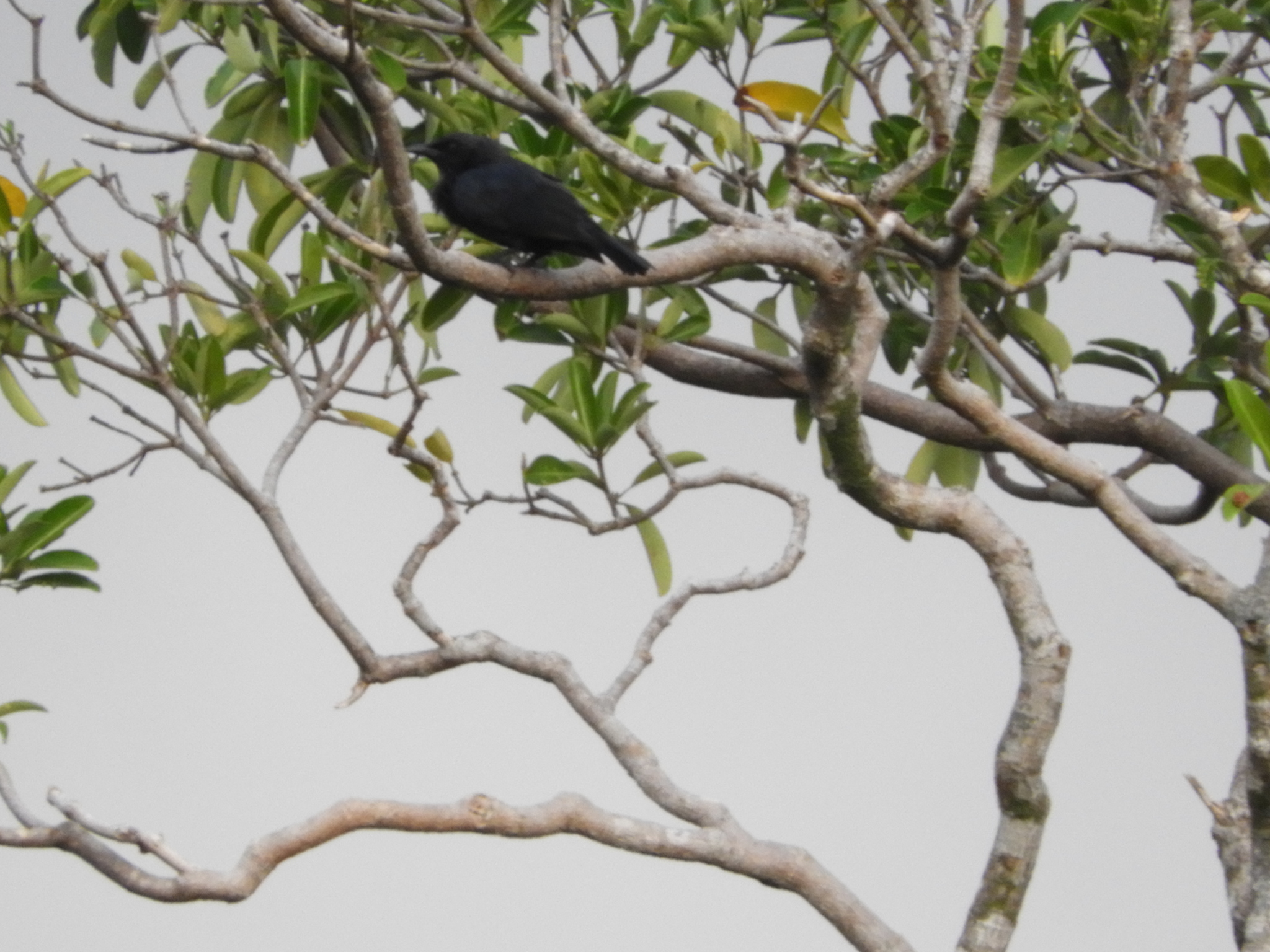 North Melanesian Cuckooshrike illustration