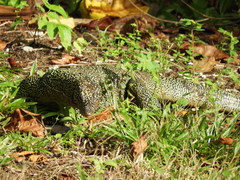 Varanus indicus