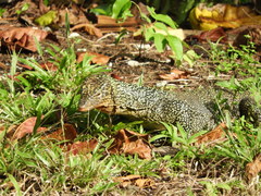 Varanus indicus