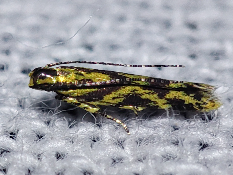 Aristotelia citrocosma