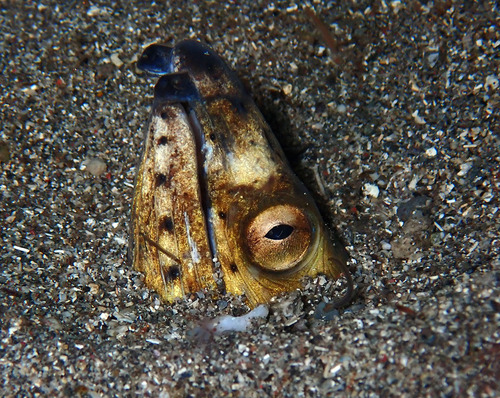 Blackfin snake eel (Ophichthus altipennis) — Ophichthidae — 5