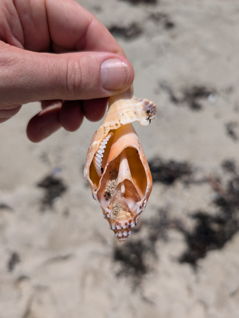 True Conchs from Iron Range QLD, Australia on September 30, 2024 at 01: ...