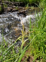 Carex nebrascensis