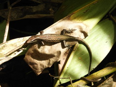 Emoia schmidti