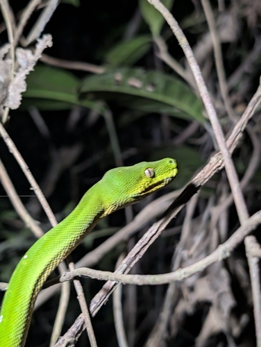 Southern Green Python sighting