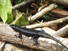 Emoia nigra