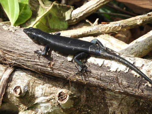 Black Emo Skink