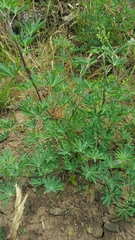 Lupinus rivularis