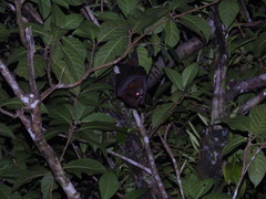 Pteropus admiralitatum