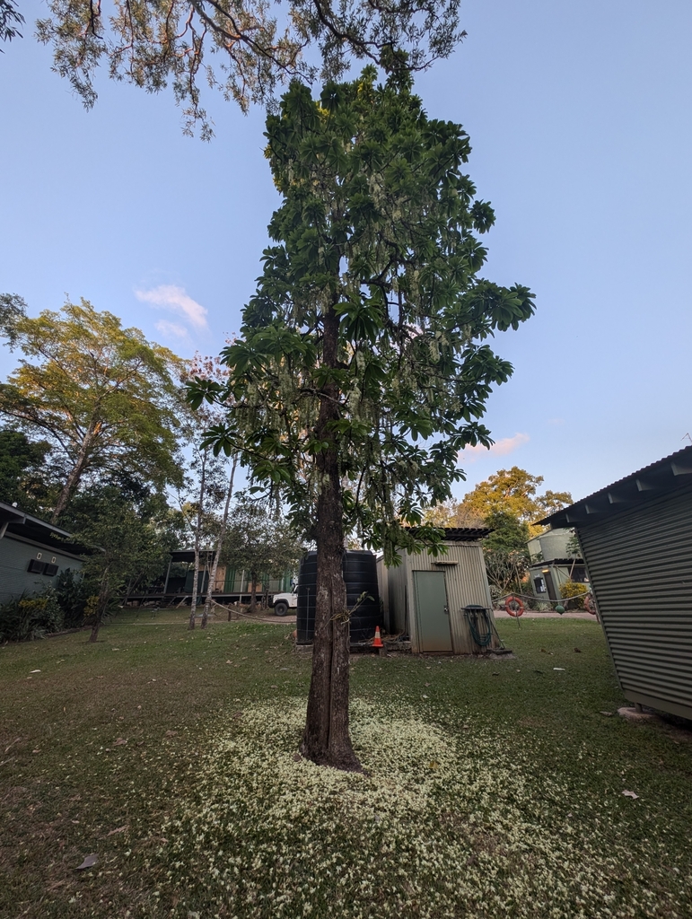 Mango Pine