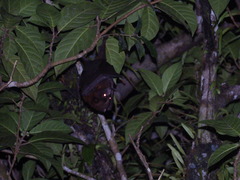 Pteropus admiralitatum