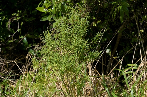 Image of Veronica parviflora by (c) Christopher Stephens, some rights reserved (CC BY-SA)