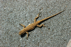 Urosaurus ornatus schottii