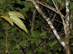 Pteropus admiralitatum