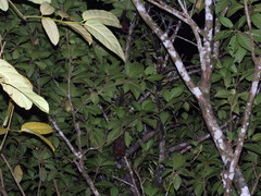 Pteropus admiralitatum