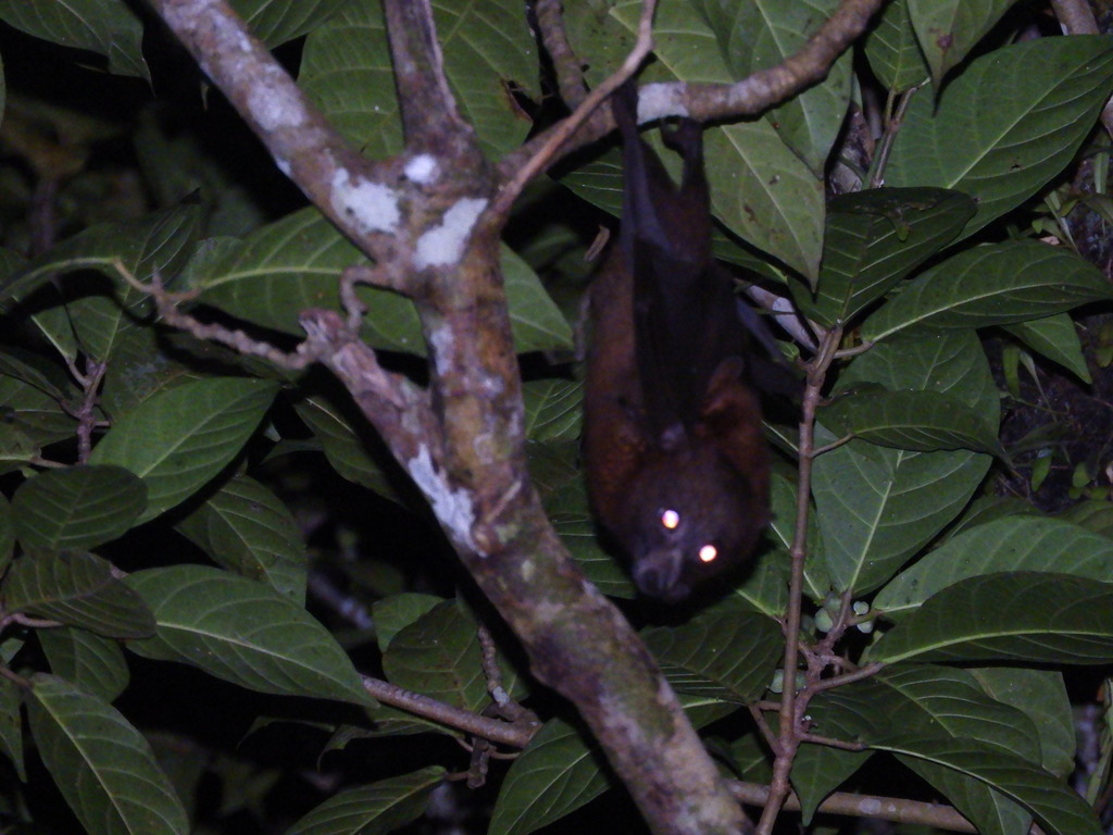 Admiralty Flying-fox (Pteropus admiralitatum) · iNaturalist