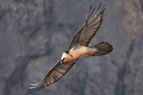 Quebrantahuesos (Gypaetus barbatus)