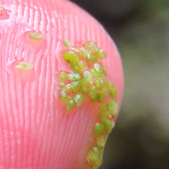 Wolffia brasiliensis