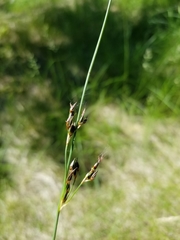 Juncus arcticus