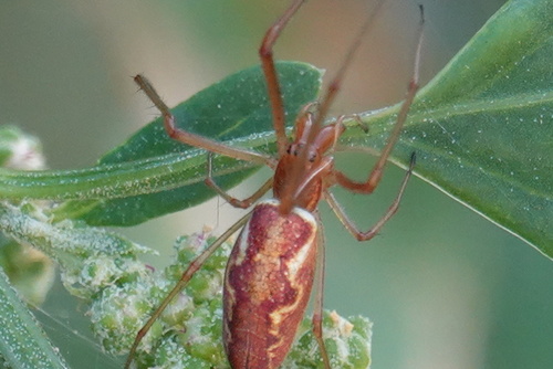 Tetragnatha intermedia
