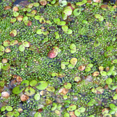 Wolffia brasiliensis