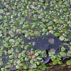 Wolffia brasiliensis