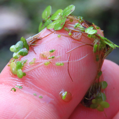 Wolffia brasiliensis